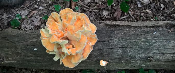 Chicken of the wood fungi